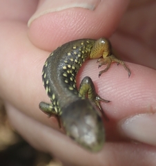 Lacerta schreiberi