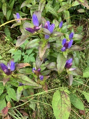 Gentiana clausa