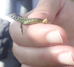 Lacerta schreiberi