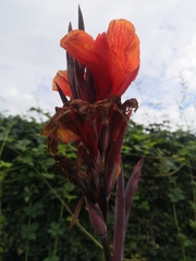 Canna × generalis