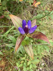 Gentiana clausa