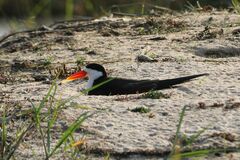 Rynchops flavirostris