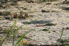 Rynchops flavirostris