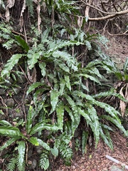 Asplenium nidus