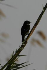 Saxicola torquatus