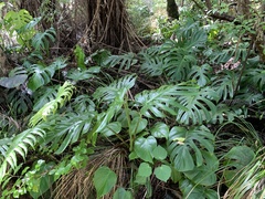 Monstera deliciosa