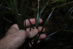 Exocarya sclerioides