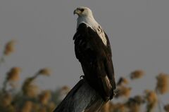 Haliaeetus vocifer