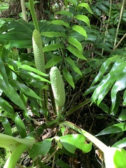 Monstera deliciosa