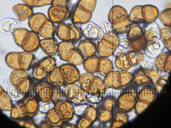 Puccinia pulverulenta