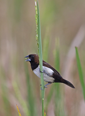 Lonchura leucogastroides