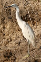 Egretta garzetta garzetta