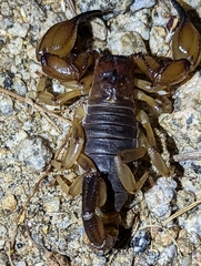 Anuroctonus pococki