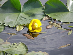 Nuphar polysepala