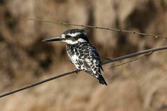 Ceryle rudis rudis