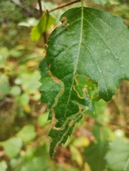 Agromyza alnibetulae