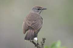 Cercotrichas coryphoeus