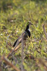Vanellus crassirostris