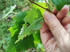Agromyza alnibetulae