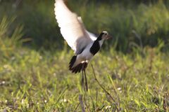 Vanellus crassirostris