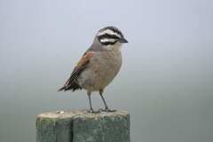 Emberiza capensis capensis