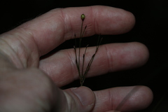 Exocarya sclerioides