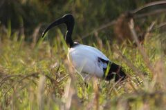 Threskiornis aethiopicus