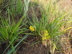 Eulophia leontoglossa