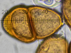 Puccinia pulverulenta