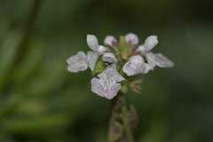 Stachys bolusii