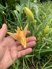 Hemerocallis