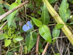 Commelina auriculata