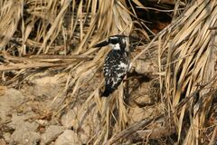 Ceryle rudis rudis