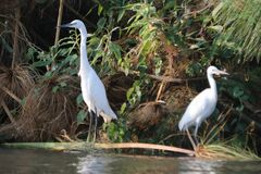 Egretta garzetta garzetta