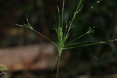 Exocarya sclerioides