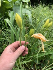 Hemerocallis