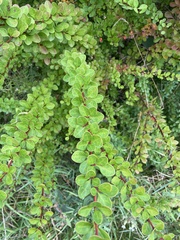 Berberis thunbergii