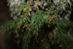 Abrodictyum caudatum