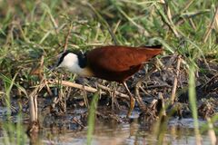 Actophilornis africanus