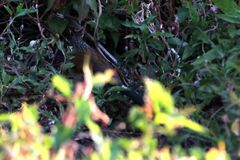 Centropus superciliosus