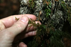 Abrodictyum caudatum