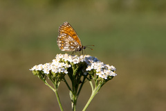 Melitaea