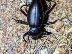 Eleodes acuticauda