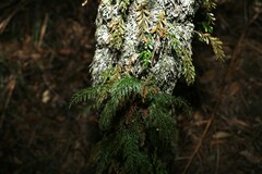 Abrodictyum caudatum