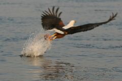 Haliaeetus vocifer