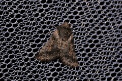 Dinophalus ampycteria