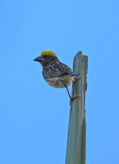 Ploceus manyar