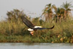 Haliaeetus vocifer