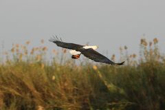 Haliaeetus vocifer