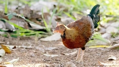 Gallus lafayettii